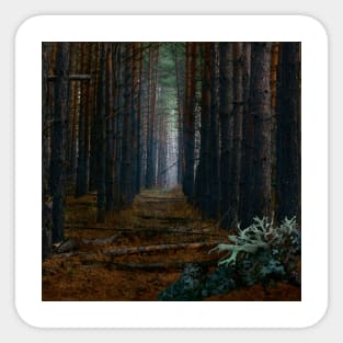 SCENERY 85 - Dark Forest Tree Woodland Natural Environment Sticker